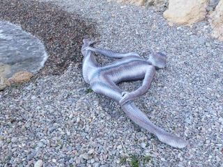 Full body catsuit on the beach Latex!-5