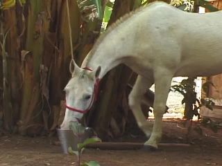 Brazilian Gay Hottie Fucking at Farm Gay-0