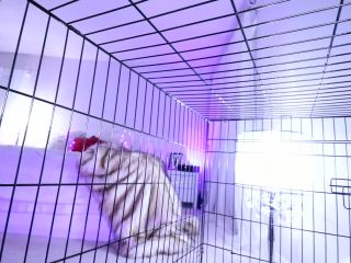 online adult video 11 Queen Regina – Get Back in Cage and Chastity Slave Tease, tall women femdom on pov -7