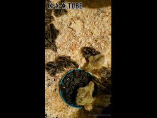 Hardcore porn Heathercarolin Video For You Welcome My New Quail Chicks  heathercarolin -4