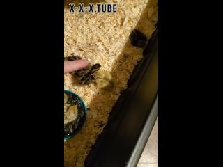 Hardcore porn Heathercarolin Video For You Welcome My New Quail Chicks  heathercarolin -6