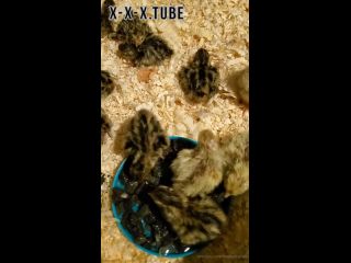 Hardcore porn Heathercarolin Video For You Welcome My New Quail Chicks  heathercarolin -8